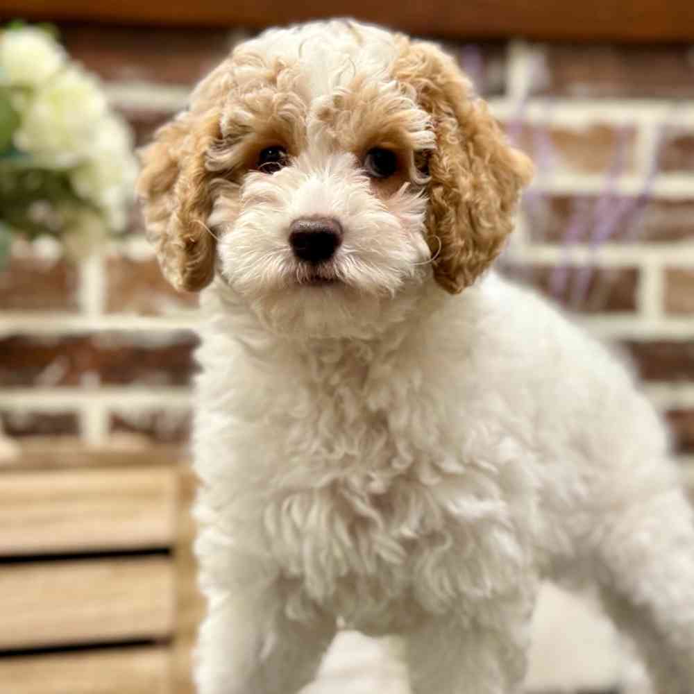 Cockapoo 2nd Gen image