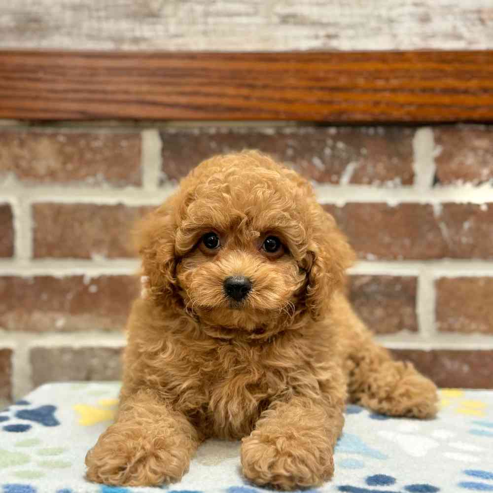 Cavachon clearance poo puppies