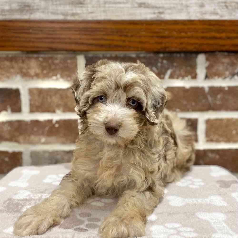 Blue merle mini outlet aussiedoodle puppies for sale