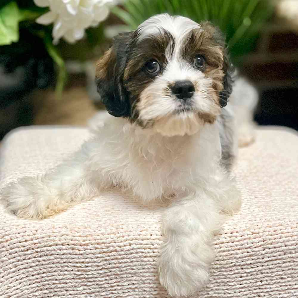 Cavalier / Shih Tzu image