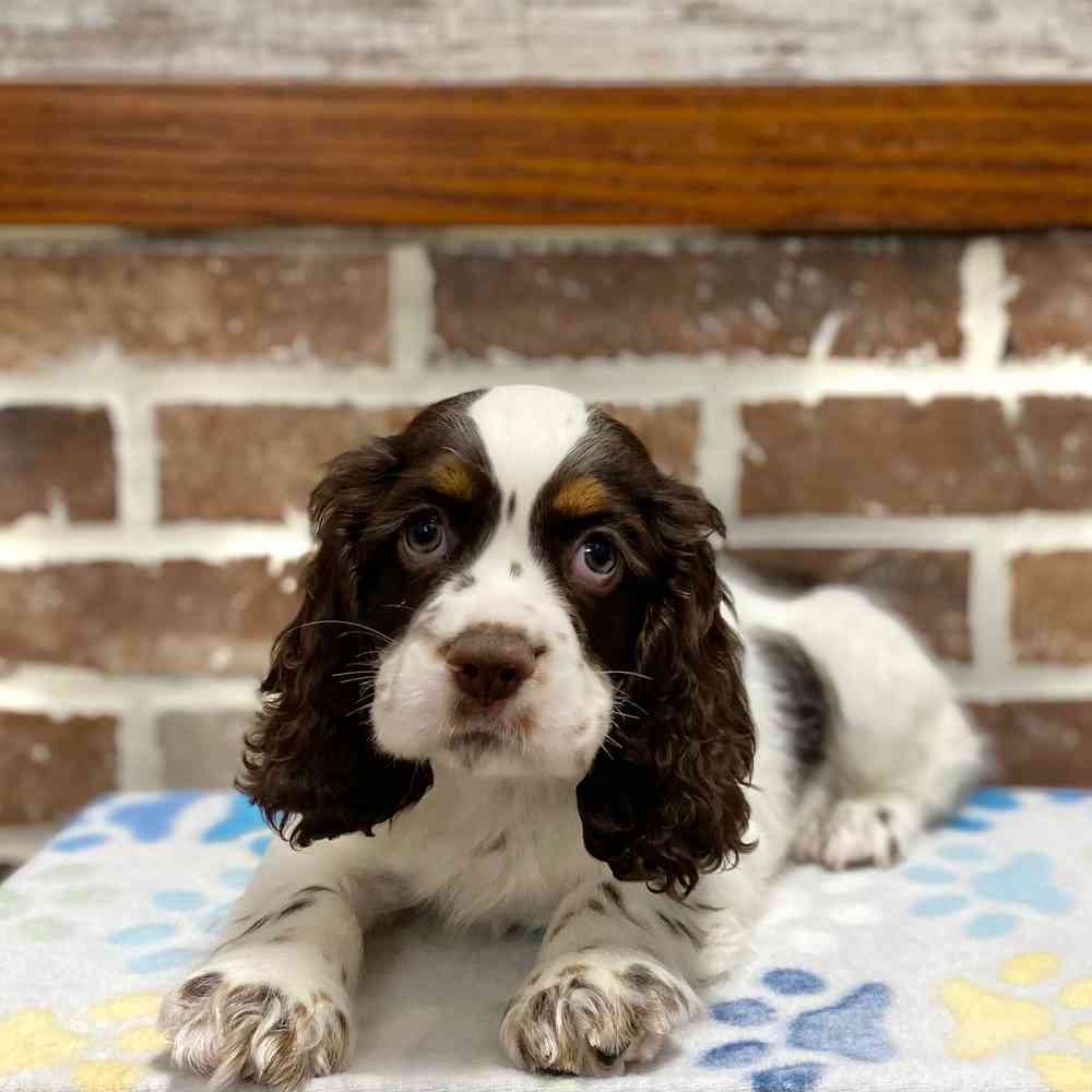 cocker spaniel puppies brown and white