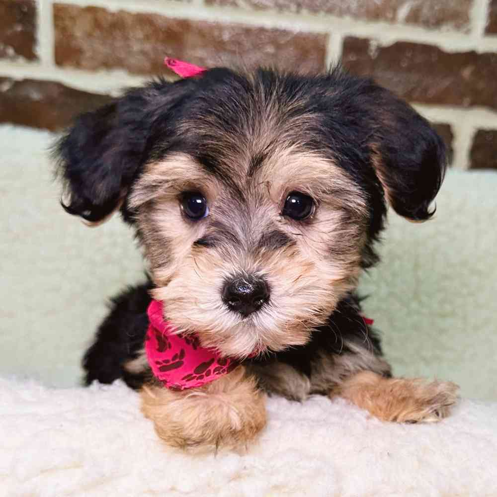 Yorkie / Bichon image