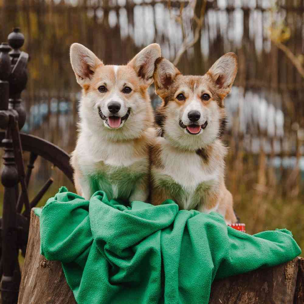 Cardigan Welsh Corgi Puppies for Sale