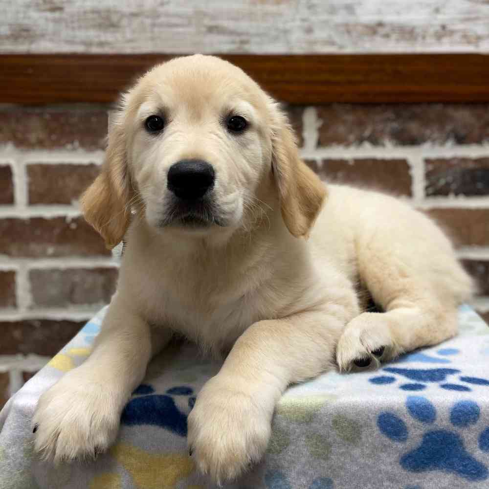 Golden Retriever For Sale | Shake A Paw Green Brook