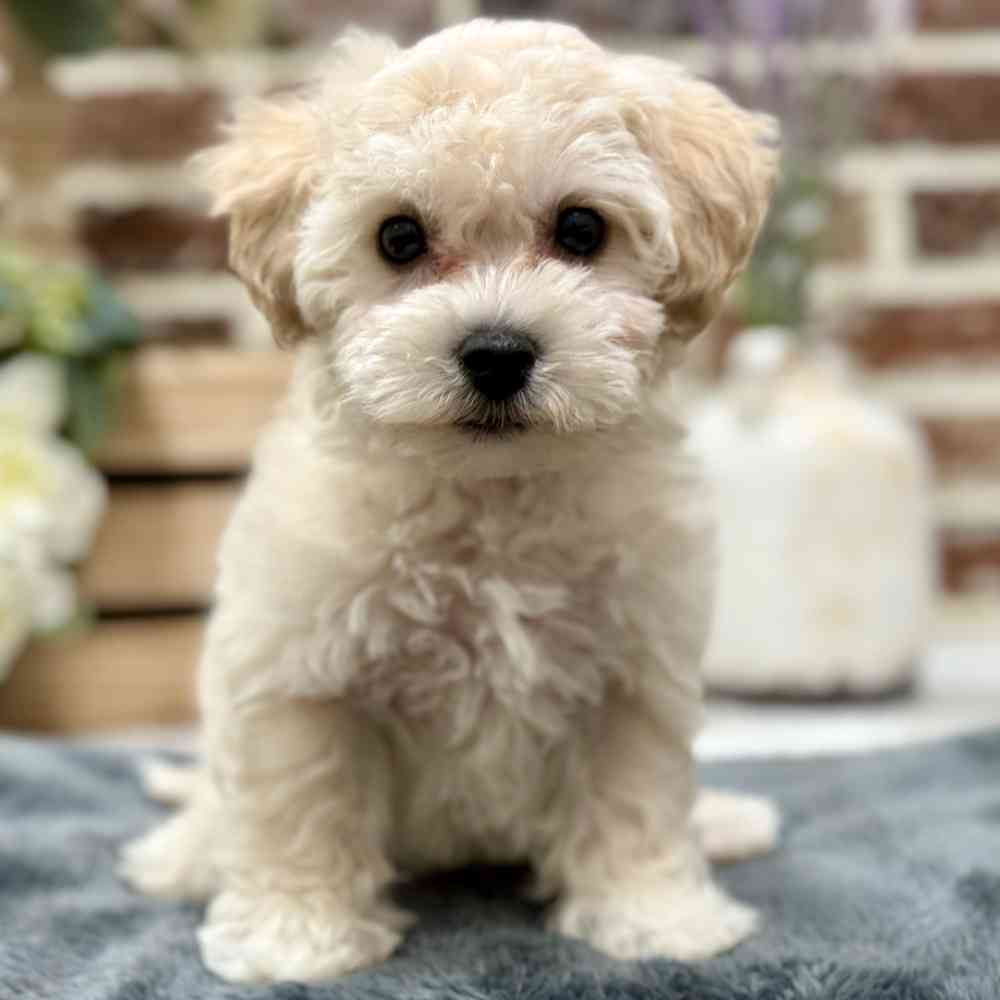 Bichon / Poodle image