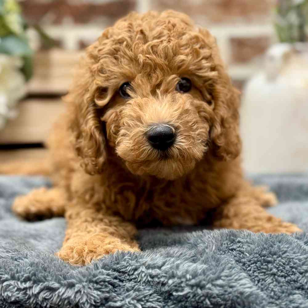 Mini Labradoodle 2nd Gen image