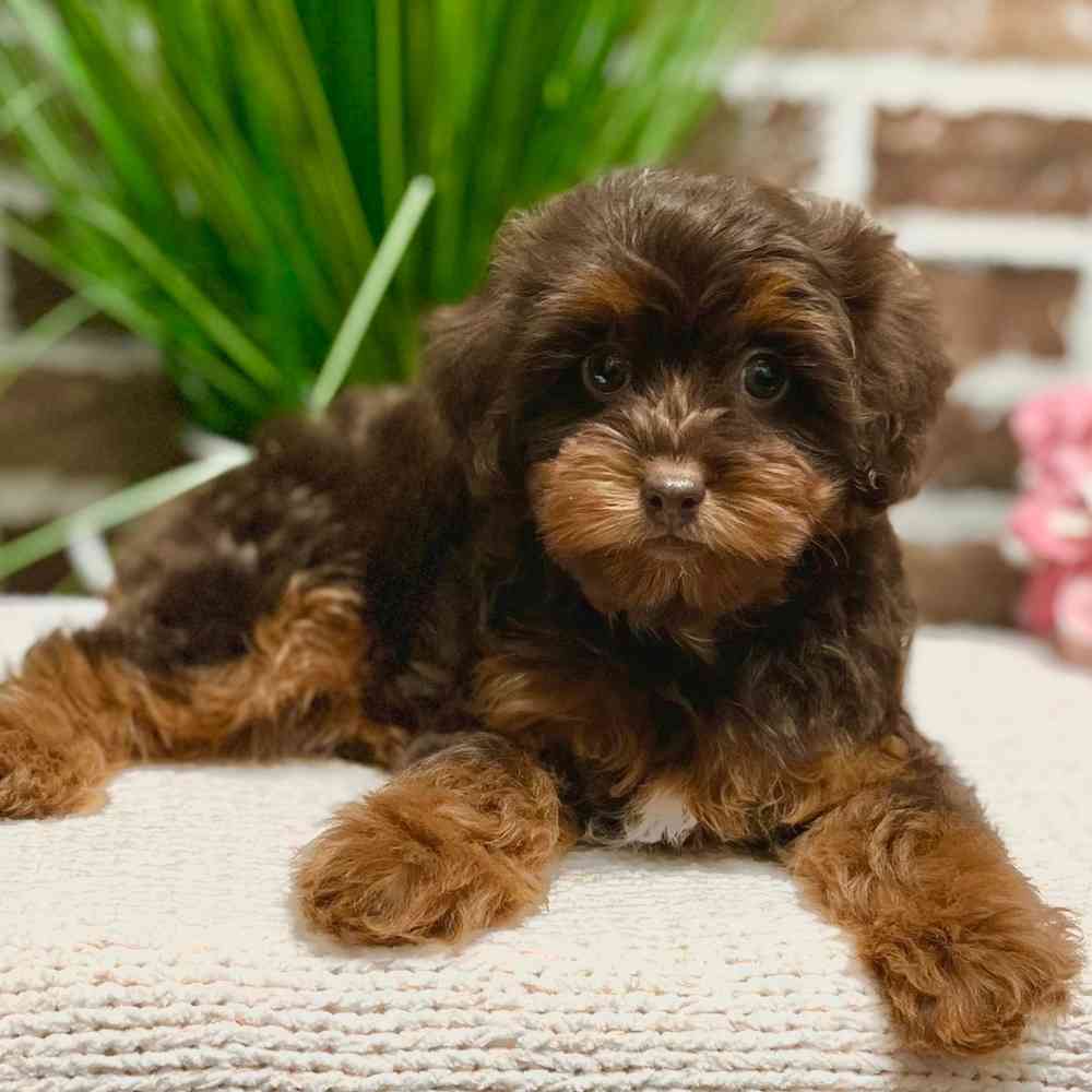 Toy Aussiedoodle 2nd Gen image