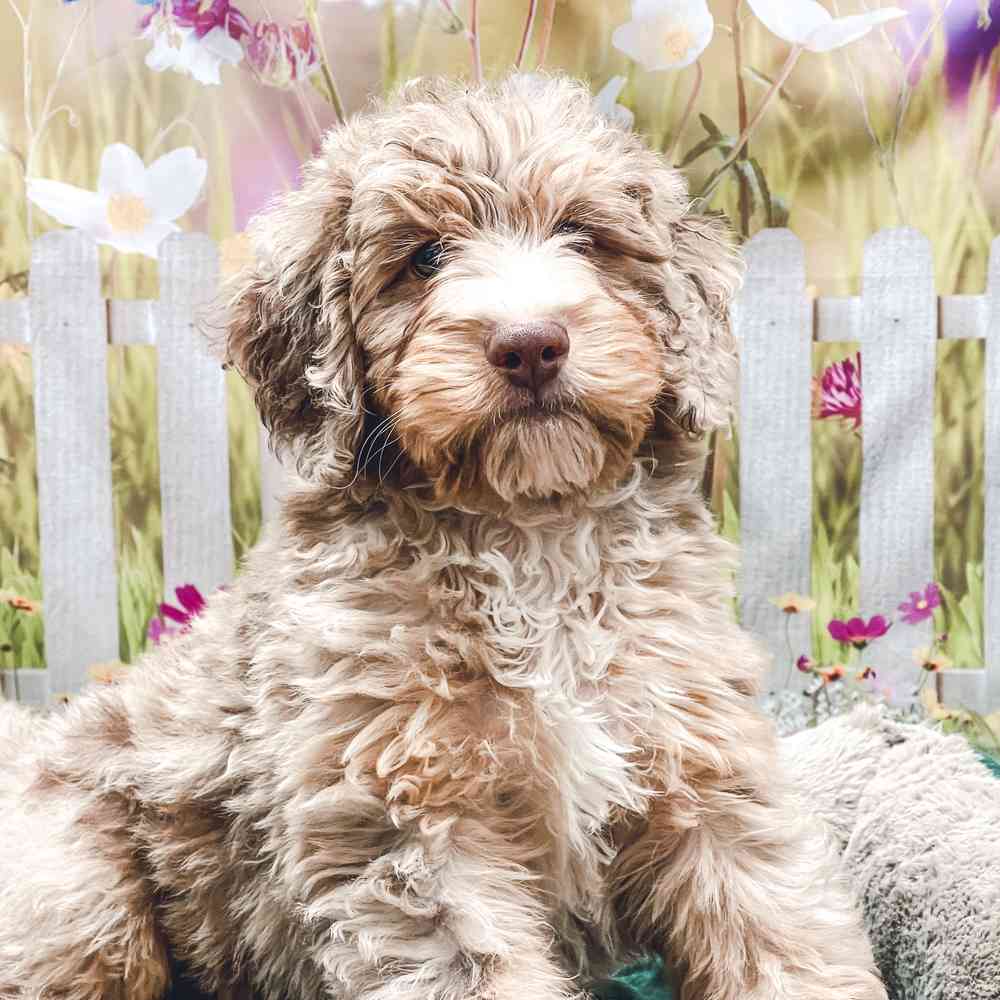 Mini Bernedoodle image