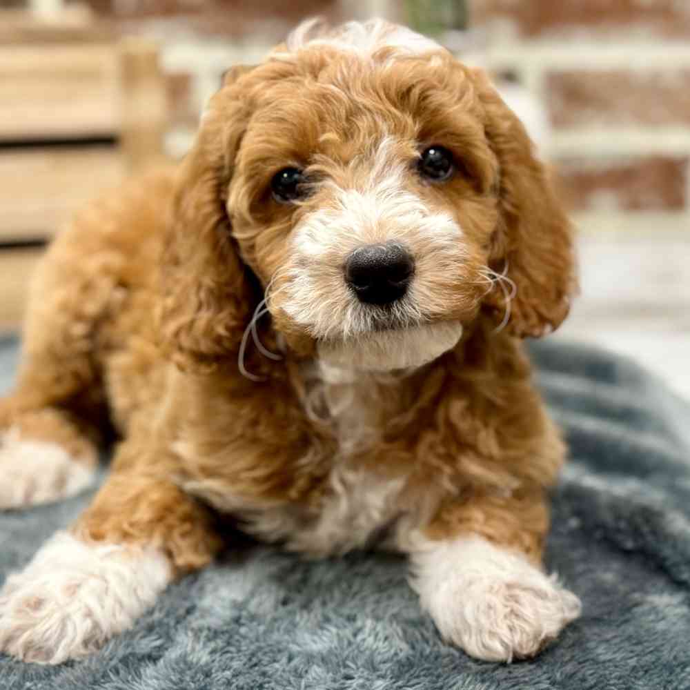 Mini Goldendoodle 2nd Gen image