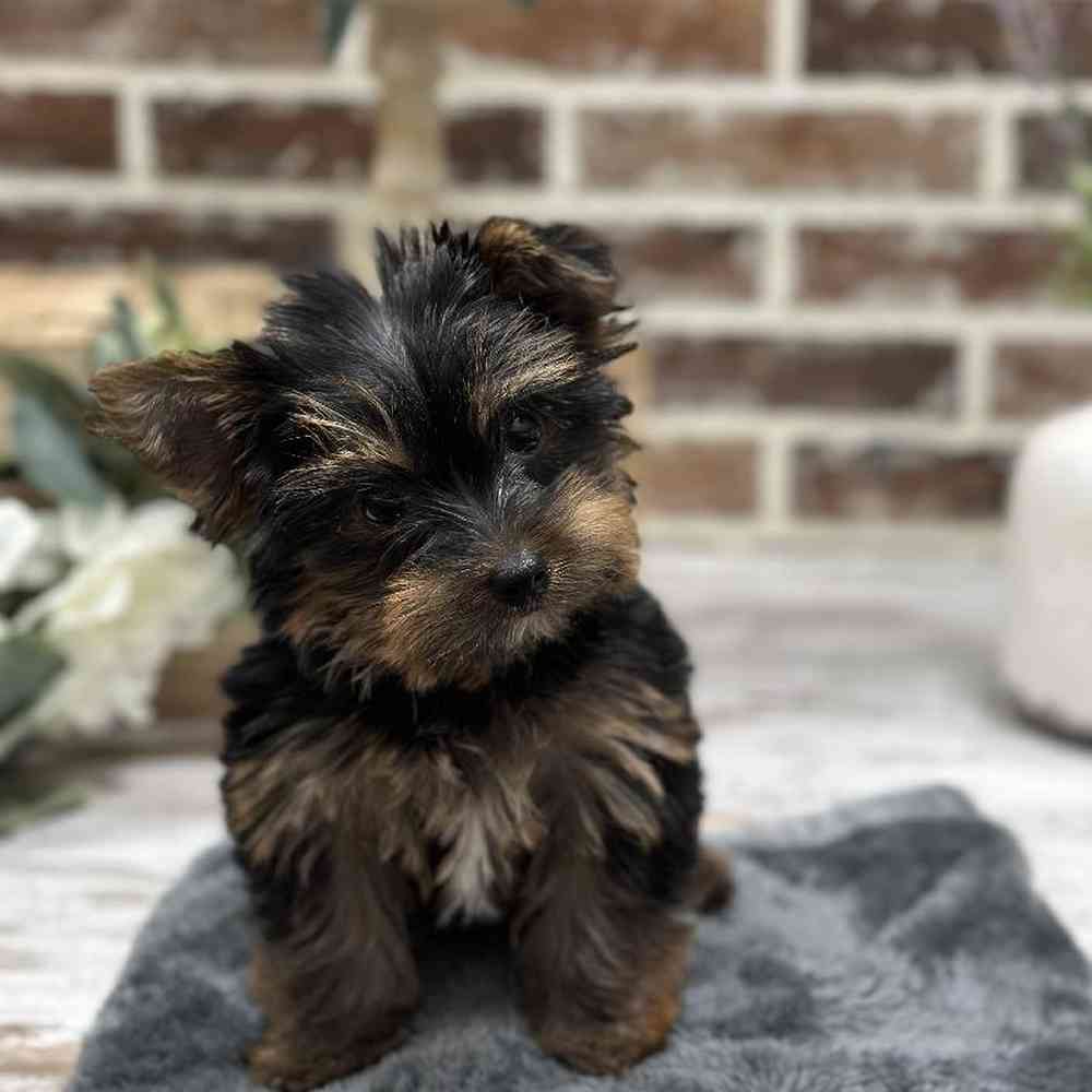 Female Yorkshire Terrier Puppy for Sale in Union, NJ