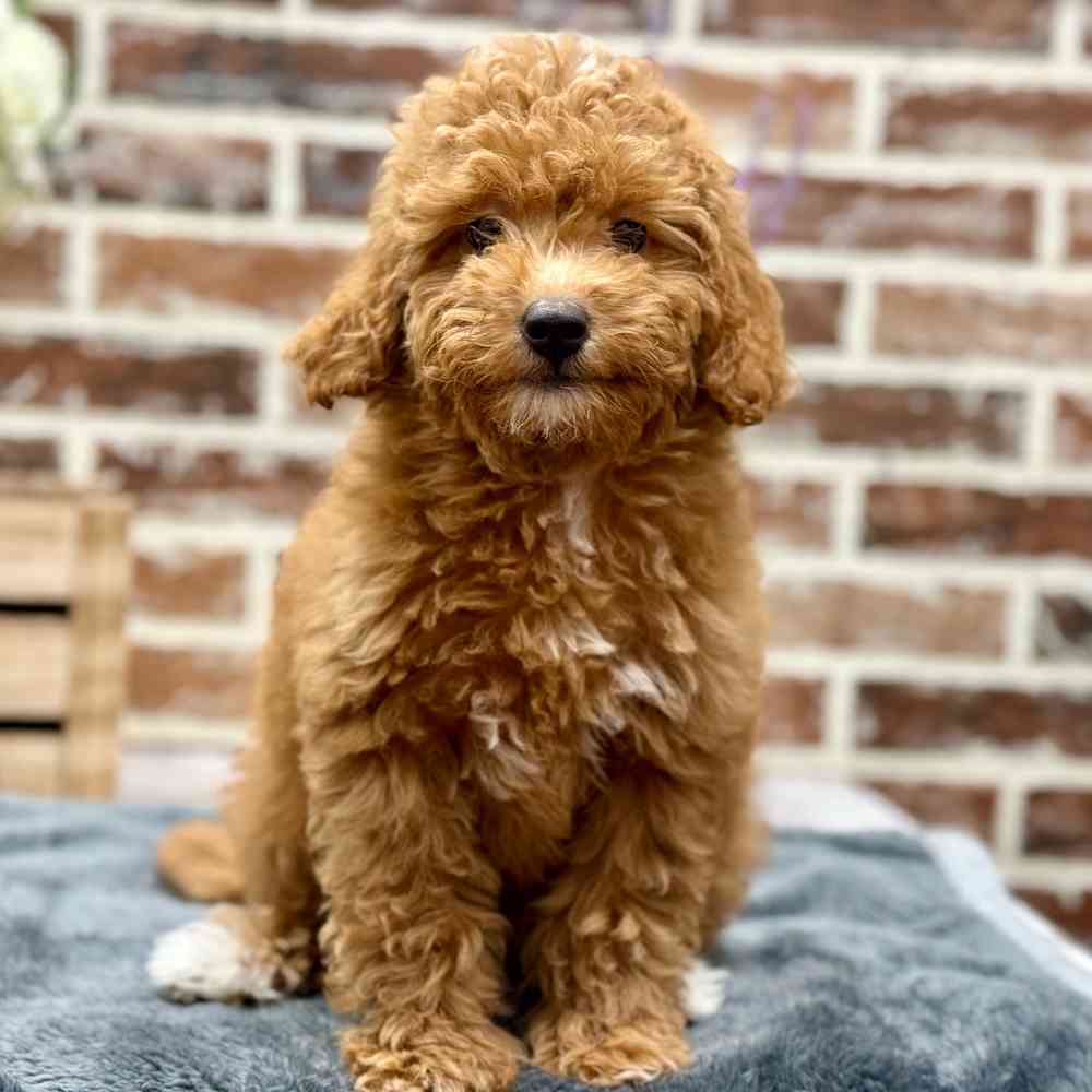 Mini Goldendoodle 2nd Gen image