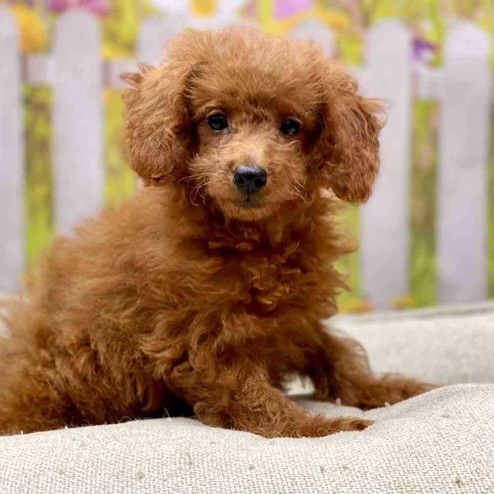 Toy Poodle Breed Info  Toy Poodle Puppies for Sale in NJ