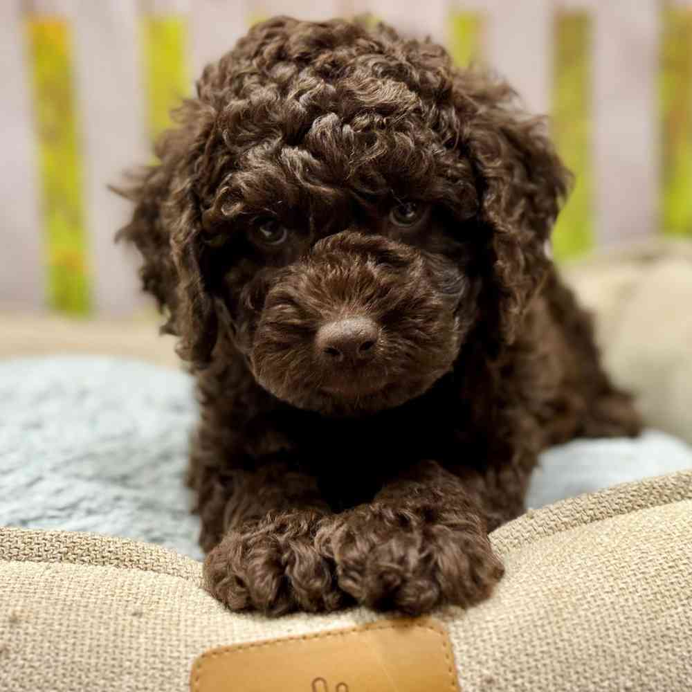 Mini Labradoodle 2nd Gen image