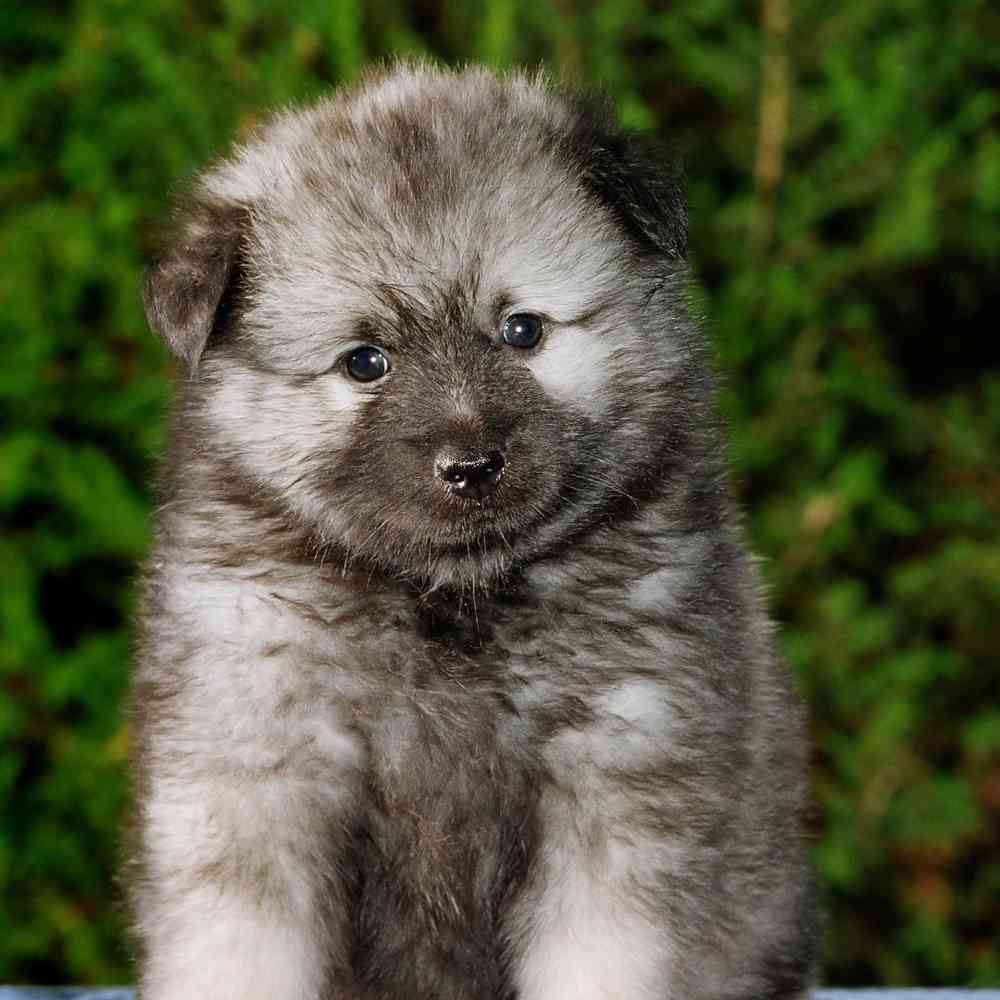 Keeshond Puppies for Sale