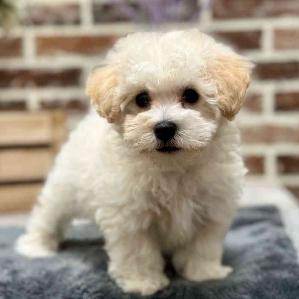 Bichon / Poodle image