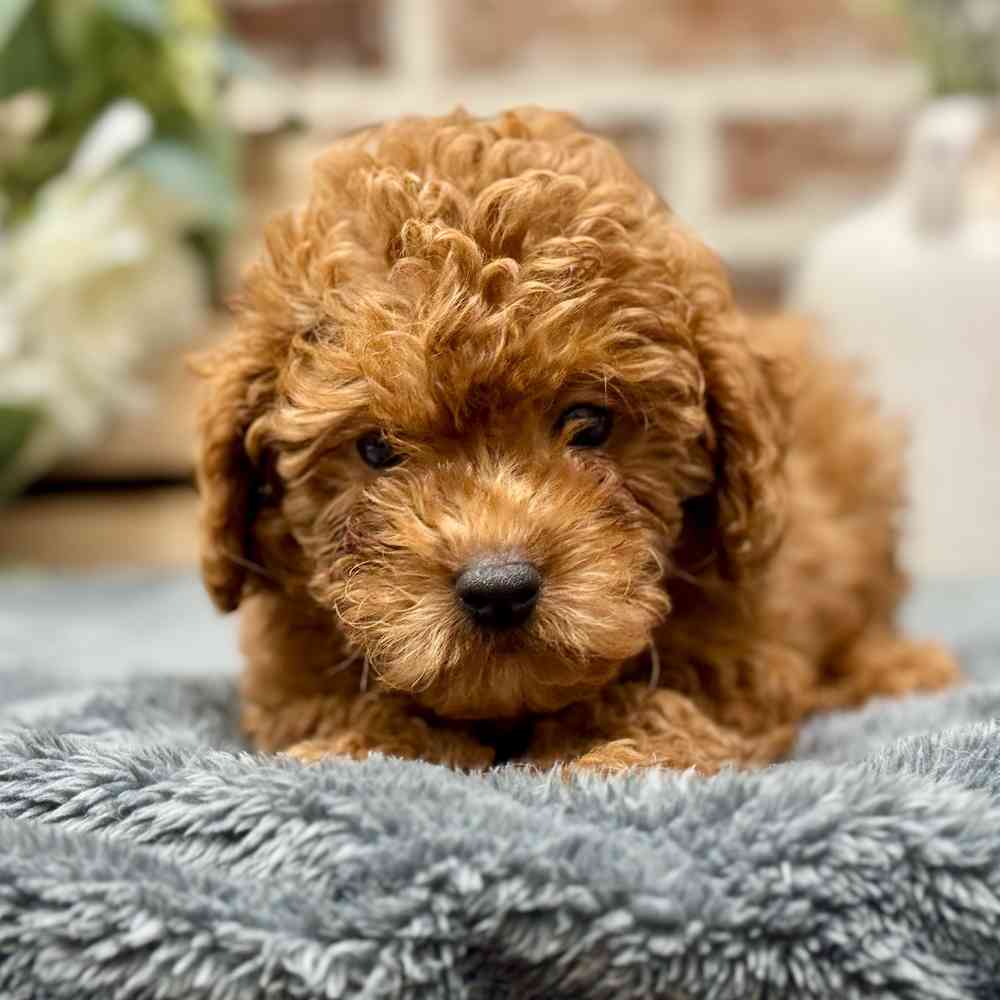 Mini Goldendoodle 2nd Gen image