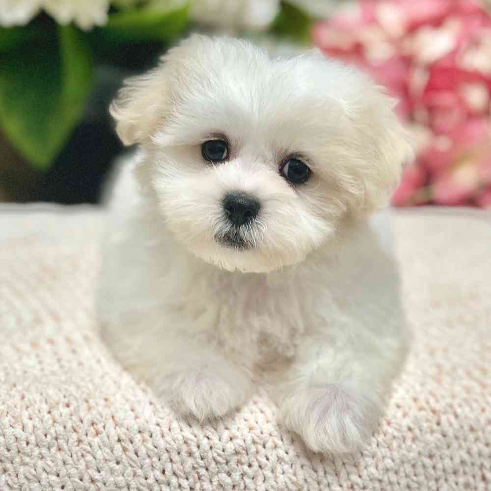 Bichon shih tzu for sale best sale