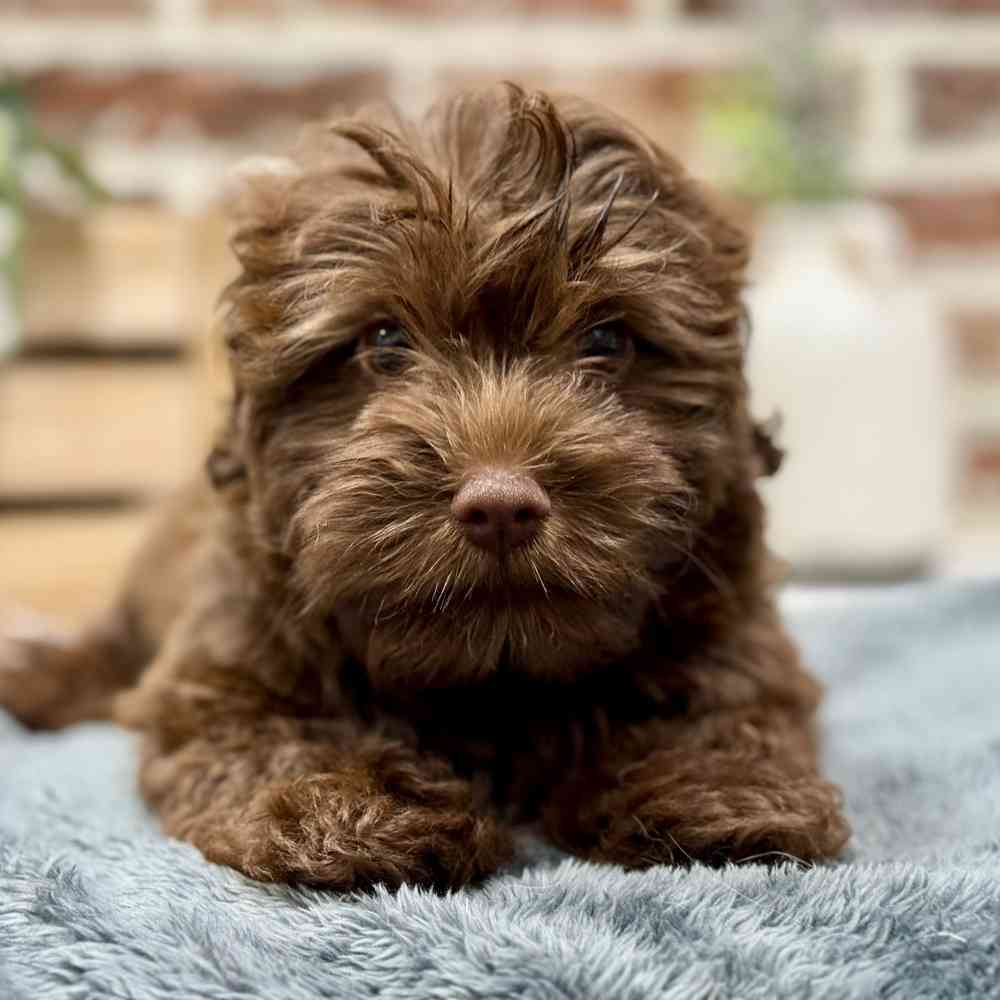 Havanese / Poodle image