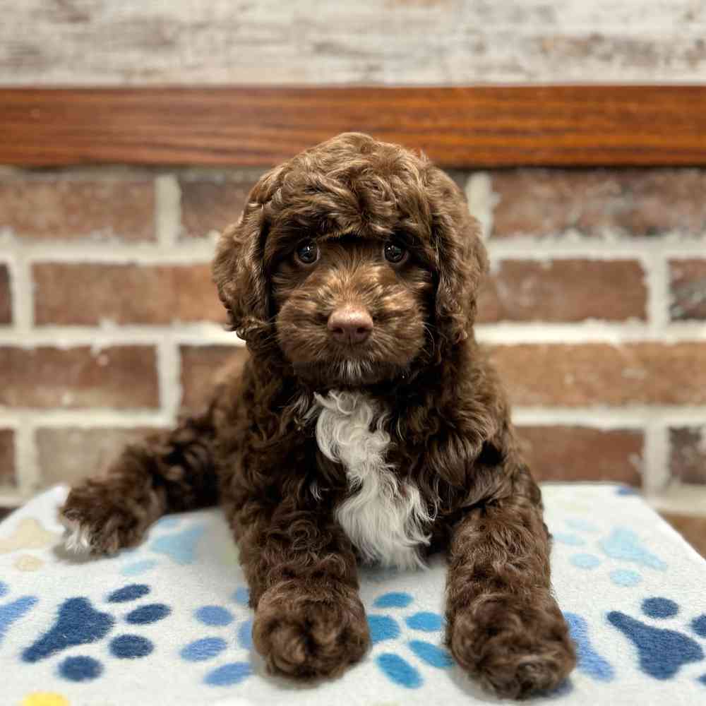 Mini Labradoodle 2nd Gen image