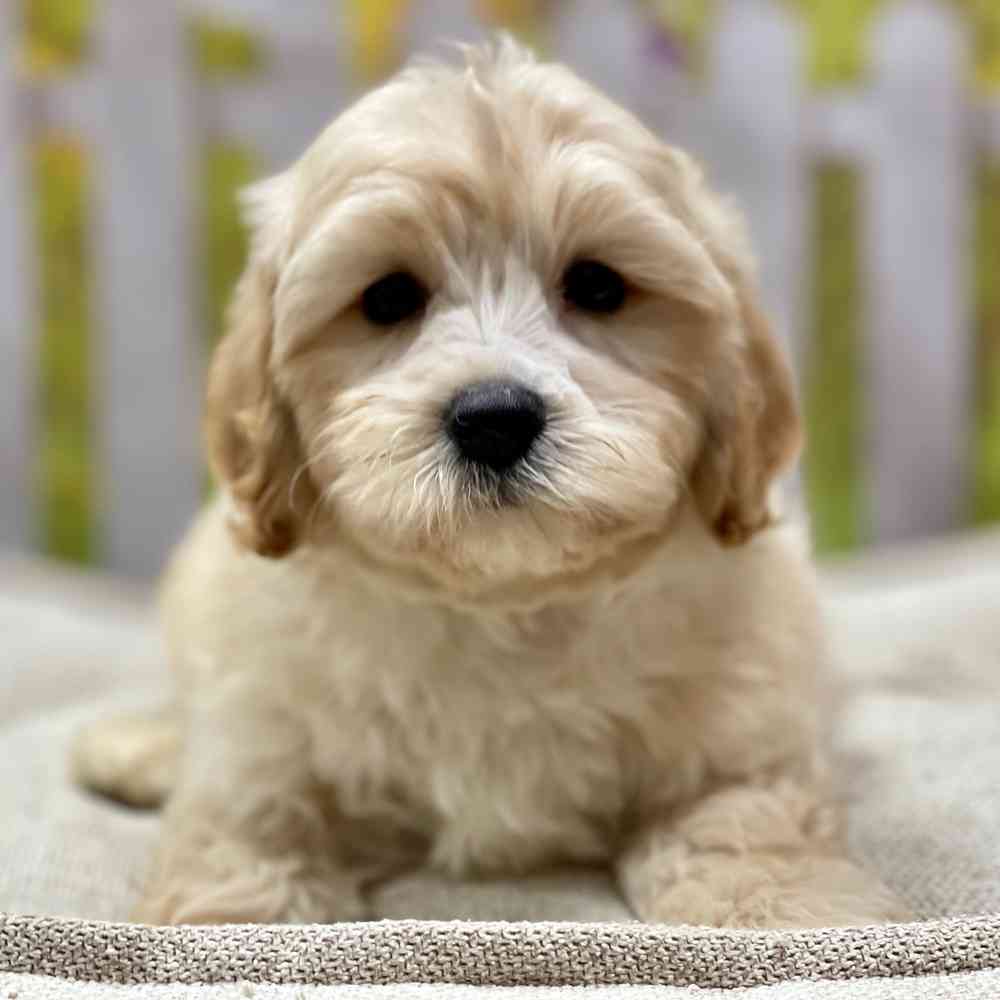 Morkie poo puppies near 2024 me