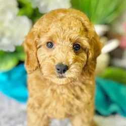 car_main_img_/media/ap_media/pets/LSHKLNKHSLUF23110.webp.250x250_q85.webp
