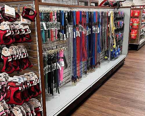 Collars and Leashes in the Store.