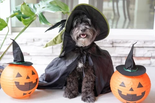 A black schnauzer dressed up for Halloween, wearing a pointy hat and cape.