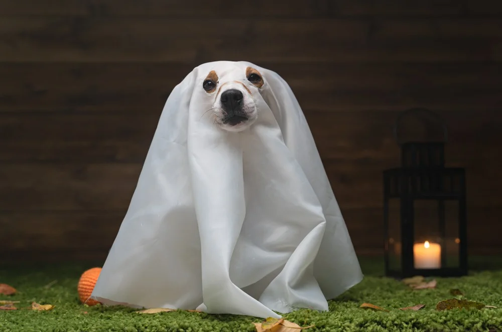 A dog wearing a blanket over its body, with holes cut out for its eyes and snout.