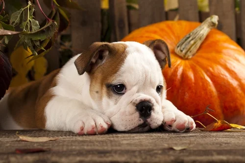 A white and brown bulldog laying next to an orange pumpkin.